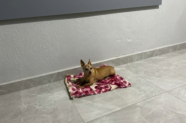 Fam&iacute;lia procura o cachorrinho idoso Thor, desaparecido no bairro Jardim Tropical