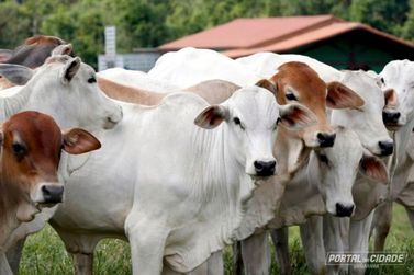 Pecu&aacute;ria de elite de Umuarama faz crescer VBP estadual e atrai capital para im&oacute;veis rurais