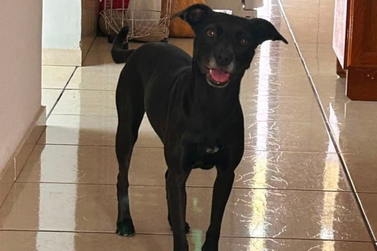 Tutora procura a cachorrinha Pandora, desaparecida nas proximidades da delegacia