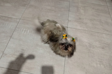 Tutora procura a cachorrinha Surya, desaparecida no Jardim Tropical, em Umuarama