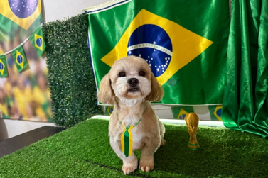 Tutora procura pelo cachorrinho Fof&atilde;o, desaparecido no Conjunto Ouro Branco, em Umuarama