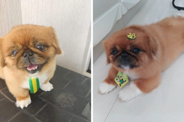 Tutora procura pelo cachorrinho Laion, desaparecido no Jardim S&atilde;o Francisco