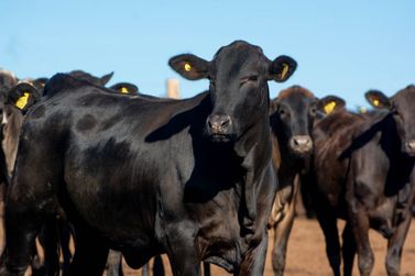 Agropecu&aacute;ria da regi&atilde;o de Umuarama movimenta mais de R$ 14,5 bilh&otilde;es no ano