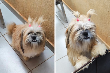 Cachorrinha Jade desaparece no Jardim Soluar e fam&iacute;lia pede ajuda para encontr&aacute;-la
