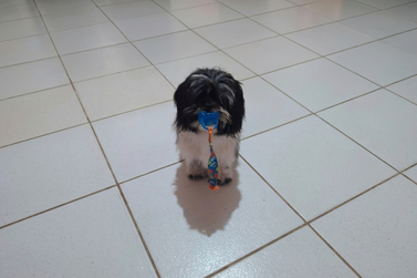 Fam&iacute;lia faz apelo para encontrar Lolo, cachorrinha levada por duas mulheres em Umuarama