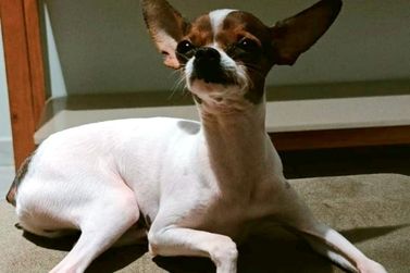 Menina de 9 anos pede aux&iacute;lio para localizar pinscher de estima&ccedil;&atilde;o em Xambr&ecirc;