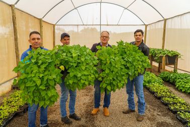 Mudas livres de v&iacute;rus s&atilde;o usadas para melhorar cultivo de batata-doce em Umuarama