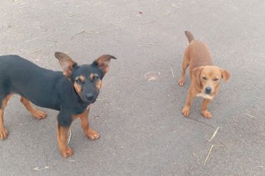 Duas cachorrinhas abandonadas vivem nas ruas e esperam por uma chance no Parque Firenze