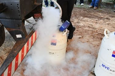 Parceria fortalece produ&ccedil;&atilde;o de leite e amplia apoio &agrave; insemina&ccedil;&atilde;o artificial em Umuarama