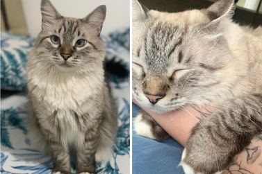 Ap&oacute;s dois meses de procura, gatinho Romeu continua desaparecido em Umuarama