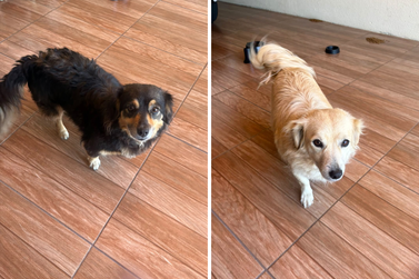 Atualização: Duas cachorrinhas são encontradas em Umuarama, e moradora busca localizar os tutores