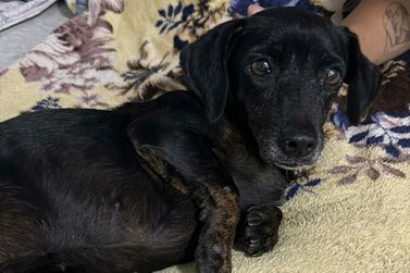 Moradora de Umuarama pede ajuda para custear tratamento de cachorrinha resgatada