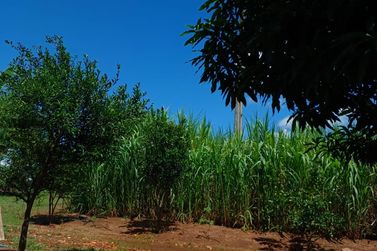 Ch&aacute;cara &agrave; venda - 20m&sup2; - Estrada Jaborandi