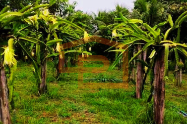 S&iacute;tio &agrave; venda - Estrada Palmital