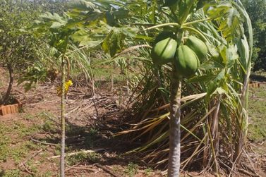 S&iacute;tio &agrave; venda - 16000m&sup2; - Antartica