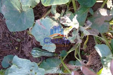 Ch&aacute;cara &agrave; venda - 5000m&sup2; - &Aacute;rea Rural de Umuarama