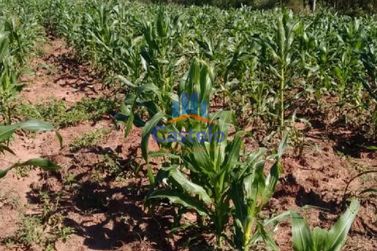 Ch&aacute;cara &agrave; venda - 5000m&sup2; - &Aacute;rea Rural de Umuarama