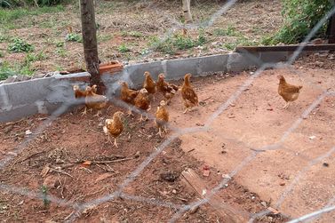 Ch&aacute;cara &agrave; venda - Rod. Henio Romagnoli