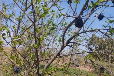 S&iacute;tio &agrave; venda - 16000m&sup2; - Antartica