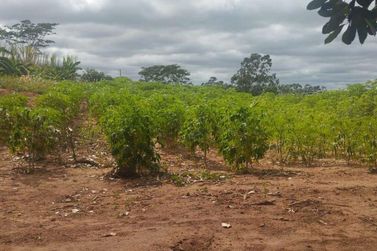 Ch&aacute;cara &agrave; venda - 5m&sup2; - Rodovia PR-489