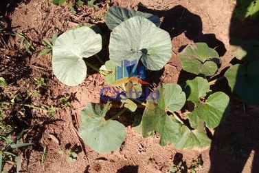 Ch&aacute;cara &agrave; venda - 5000m&sup2; - &Aacute;rea Rural de Umuarama