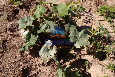 Ch&aacute;cara &agrave; venda - 5000m&sup2; - &Aacute;rea Rural de Umuarama