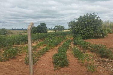 Ch&aacute;cara &agrave; venda - 5m&sup2; - Rodovia PR-489