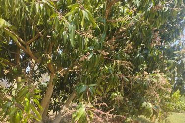 S&iacute;tio &agrave; venda - 16000m&sup2; - Antartica