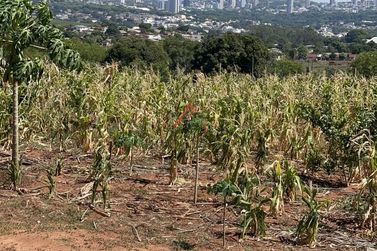 Ch&aacute;cara &agrave; venda - 20000m&sup2; - Jardim Aeroporto