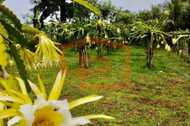 S&iacute;tio &agrave; venda - Estrada Palmital