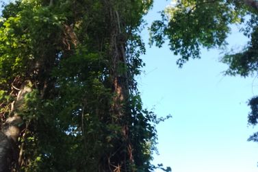 Ch&aacute;cara &agrave; venda - 3m&sup2; - Nova Ol&iacute;mpia 