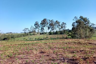 Ch&aacute;cara &agrave; venda - 3m&sup2; - Nova Ol&iacute;mpia 