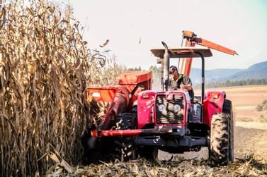 Safra de milho em Irineópolis chega a 30 mil toneladas