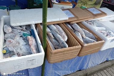 Feira do peixe de União da Vitória amplia pontos de venda para a Semana Santa