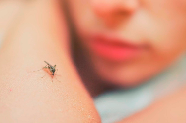 Boletim da dengue registra mais 37 óbitos no Paraná 