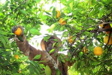 Limões, laranjas e tangerinas: Frutas que dominam a fruticultura no Paraná