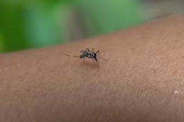 Boletim confirma mais 37.221 casos e 34 óbitos por dengue no Paraná