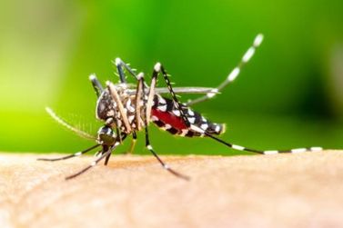 Santa Catarina tem mais de 300 mil casos prováveis de dengue 