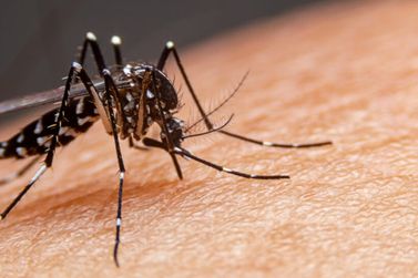 Secretaria da Saúde confirma mais 42 óbitos e 32,8 mil novos casos de dengue