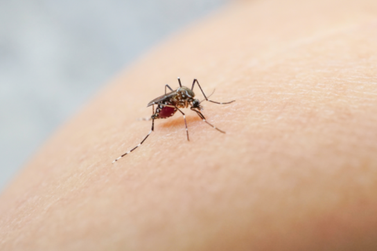 Boletim da Saúde registra 32.085 novos casos e 21 óbitos por dengue