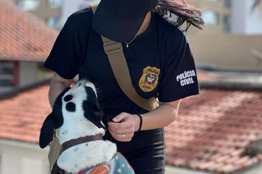 Polícia Civil lança portal para adoção de animais vítimas de maus-tratos em SC
