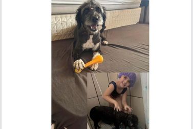 Cachorrinha est&aacute; desaparecida em Uni&atilde;o da Vit&oacute;ria 
