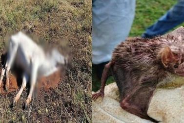 Caso de raiva animal &eacute; confirmado em S&atilde;o Mateus do Sul