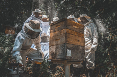 CBMSC alerta popula&ccedil;&atilde;o sobre aumento de ocorr&ecirc;ncias com abelhas na primavera 