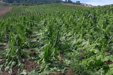 SC oferece programas para ajudar agricultores afetados pelas chuvas e granizo