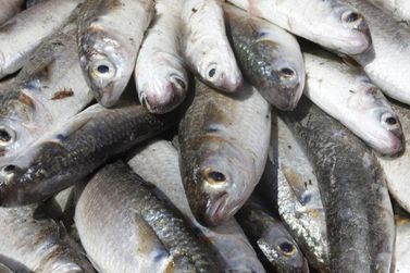 Cadastro de feirantes &eacute; obrigat&oacute;rio para Feira do Peixe de 2026