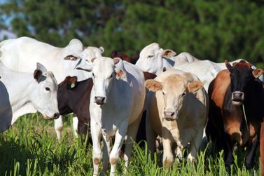 Nova portaria da Adapar facilita a emiss&atilde;o da Certid&atilde;o de Estabelecimento Rural
