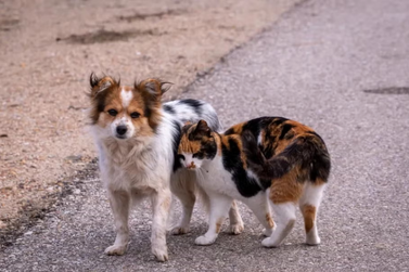 Bazar solid&aacute;rio arrecada recursos para cuidados de c&atilde;es e gatos resgatados