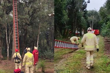 Homem &eacute; salvo ap&oacute;s passar mal no topo de arauc&aacute;ria durante retirada de pinh&atilde;o