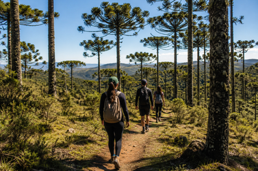 Paula Freitas ter&aacute; 3&ordf; Edi&ccedil;&atilde;o da Caminhada na Natureza Rota das Arauc&aacute;rias